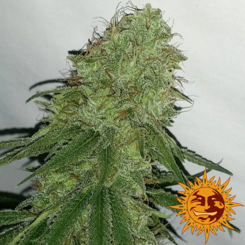 Tangerine Dream top - Barney's Farm
