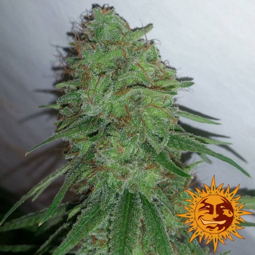 Tangerine Dream wietsoort - Barney's Farm