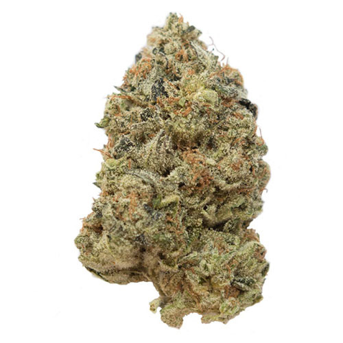 Tangerine G13 - Amsterdam Genetics