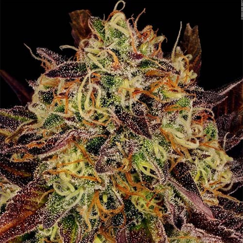 Tangerine Sorbet - Paradise Seeds