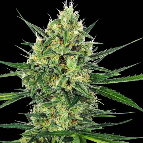 Tangerine Sugar - Sensi Seeds