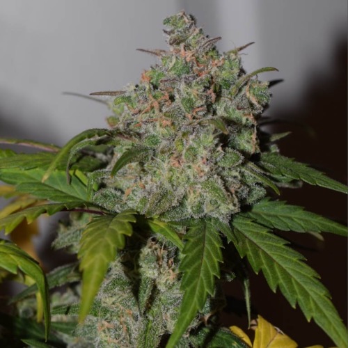 Tangie - FastBuds close up