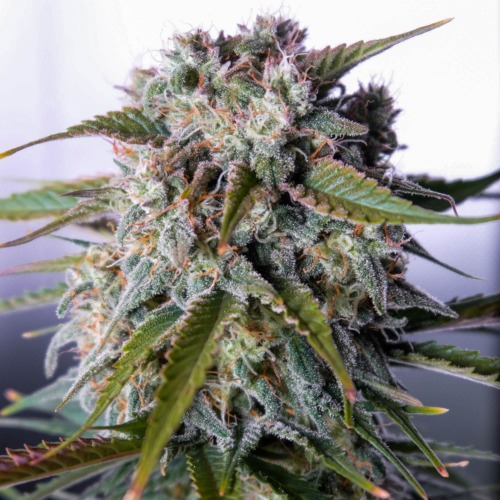 Tangie - FastBuds wiettop