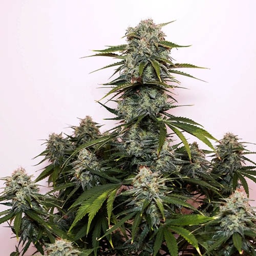 Tangie - FastBuds grote toppen