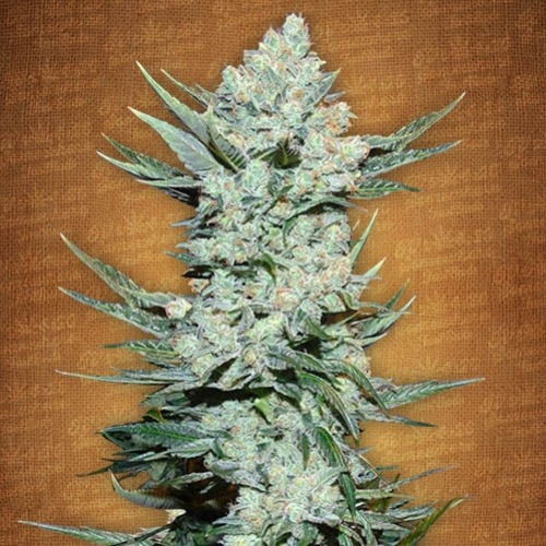 Tangie - FastBuds