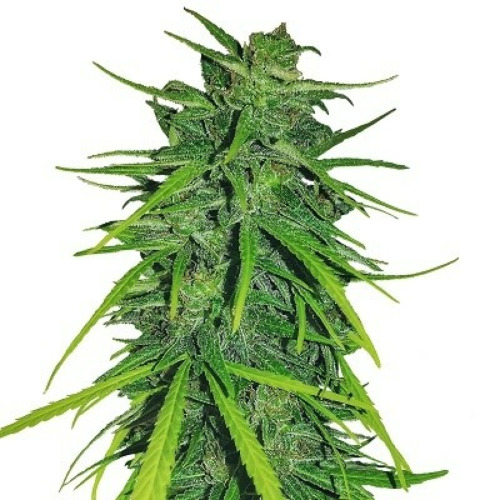 Thai x Panama - Ace Seeds