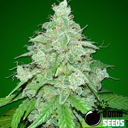 THC Fritters Auto - Bomb Seeds