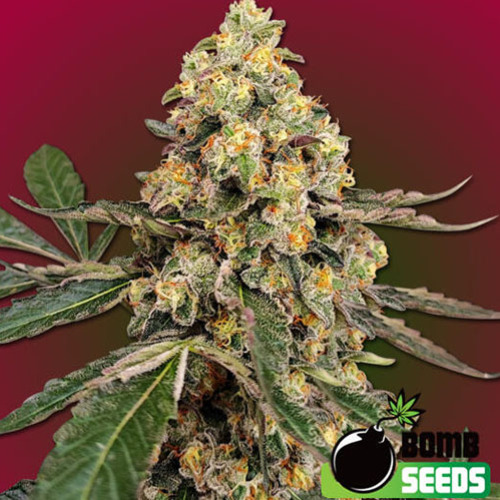 THC Fritters - Bomb Seeds