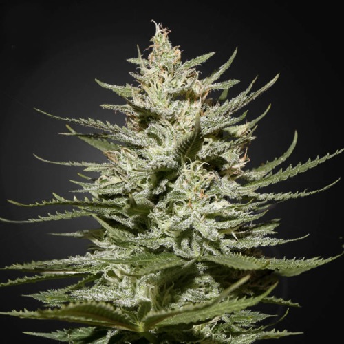 The Church CBD - Green House Seeds