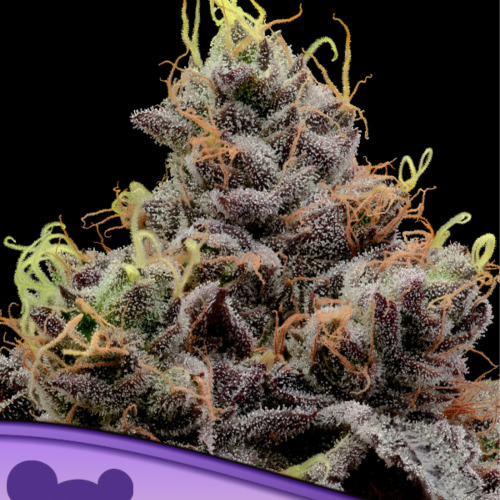 Think Tank - Anesia Seeds