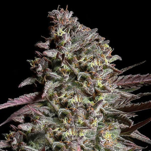 Think Tank Auto - Anesia Seeds