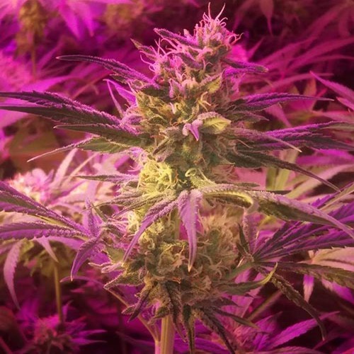 Thunderstruck - Sumo Seeds onder led verlichting