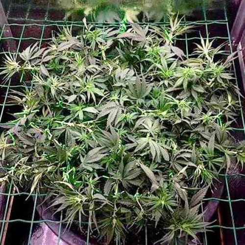 Thunderstruck - Sumo Seeds Scrog