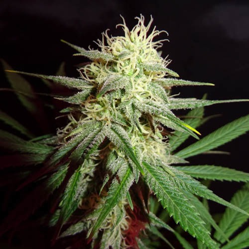 Thunderstruck - Sumo Seeds top vol trichomen