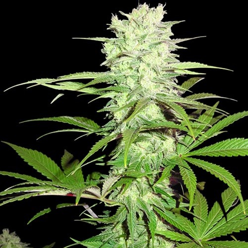 Thunderstruck - Sumo Seeds