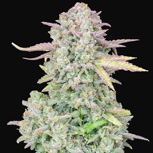 Trainwreck Auto - FastBuds