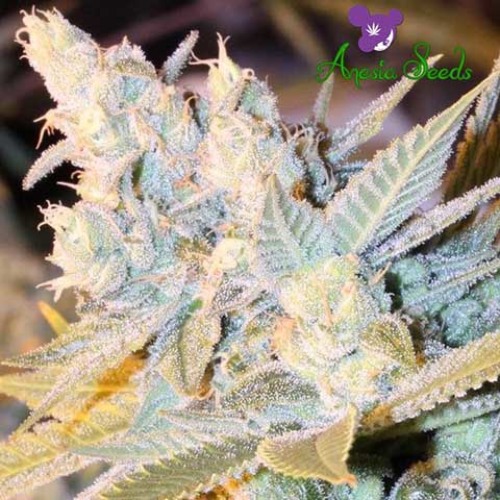 Triple Cheese Auto - Anesia Seeds