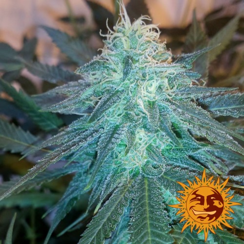 Triple Cheese wietplant - Barney‚Äö√Ñ√¥s Farm