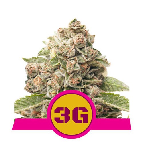 Triple G - Royal Queen Seeds