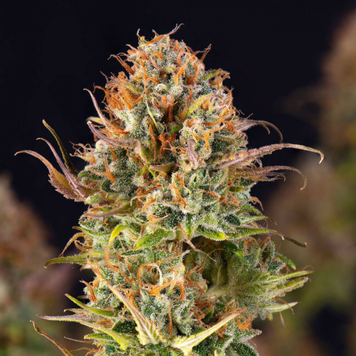 Tropical Cookies Auto - Huismerk