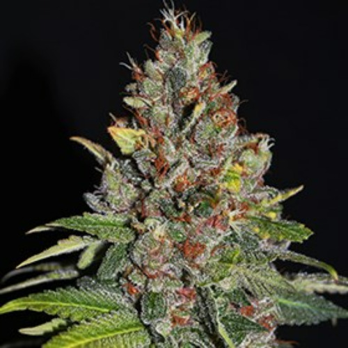 Tropical Punch - G13 Labs Seeds