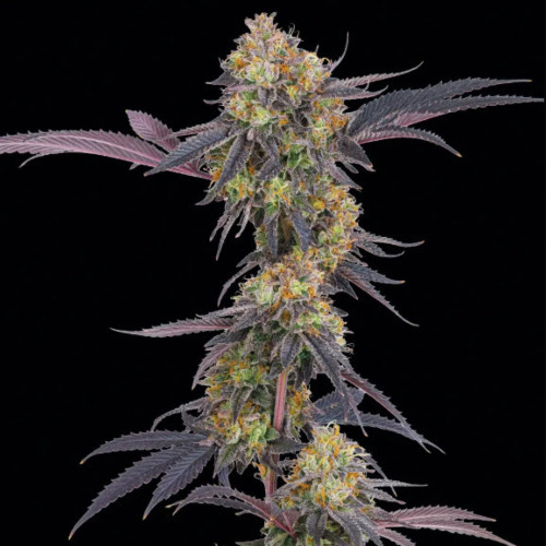 Tropicana Cherry - Barney's Farm