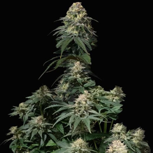 Tropicana Cookies FF - FastBuds