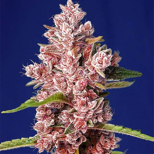 Tropicanna Poison F1 Fast Version - Sweet Seeds