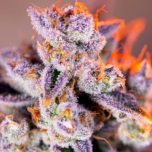 Tropicanna Poison XL Auto - Sweet Seeds