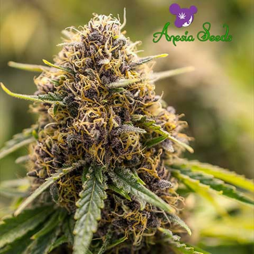 True Gold OG - Anesia Seeds