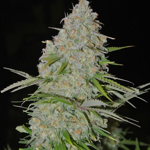 Ultimate AK - Sumo Seeds Dikke hoofdtop