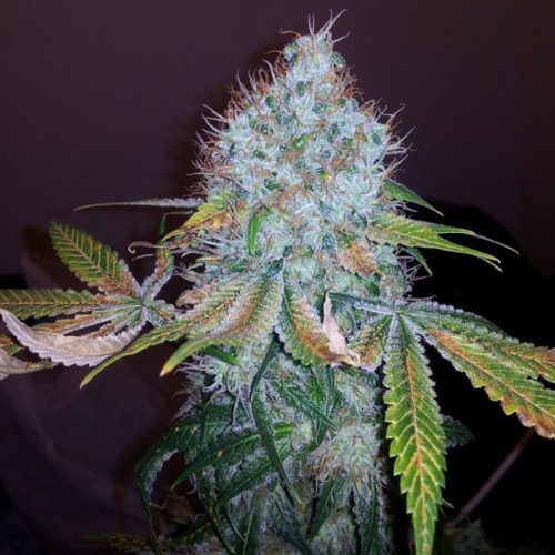 Union Jack - Sagarmatha Seeds 