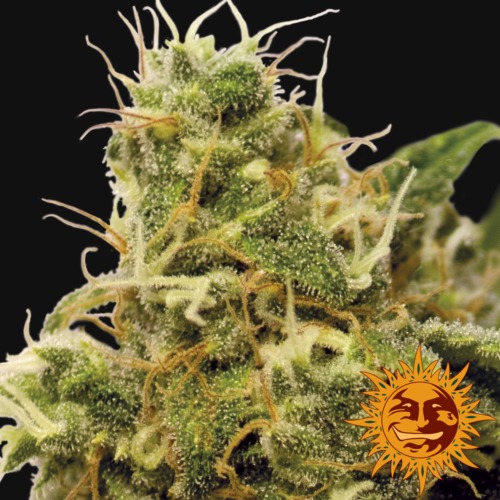 Utopia Haze close-up - Barney's Farm