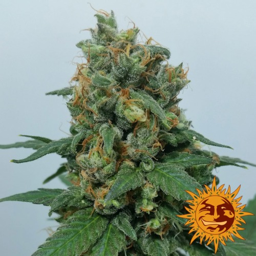 Vanilla Kush wietsoort van Barney's Farm