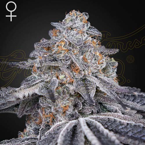 Velvet Moon - Green House Seeds