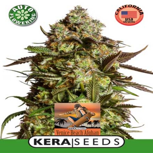 Venice Beach Afghan Auto - Kera Seeds