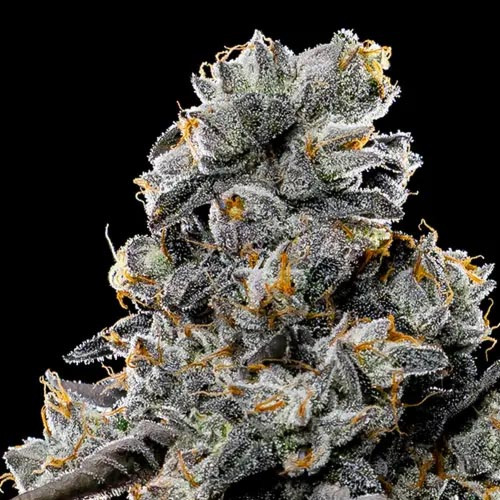 Violet Face - Anesia Seeds