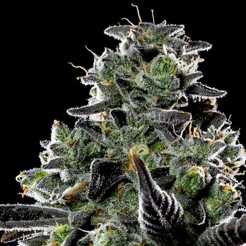 Violet Face Auto - Anesia Seeds