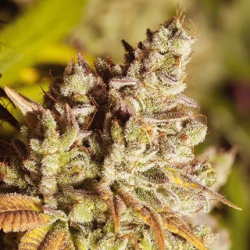 Vision Gorilla - Vision Seeds