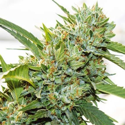 Vision Kosher - Vision Seeds