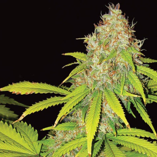 AK-49 Auto - Vision Seeds autoflower