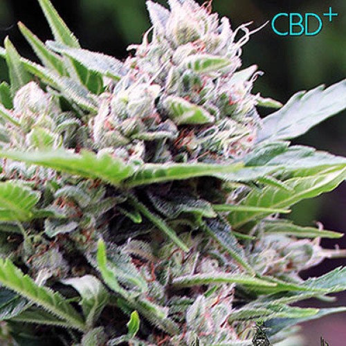 Bona Dea CBD+ - Vision Seeds