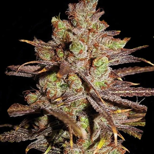 Choco Bud - Vision Seeds