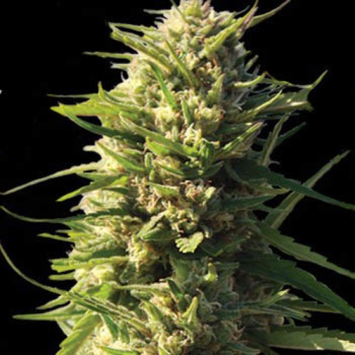 Critical Impact - Vision Seeds