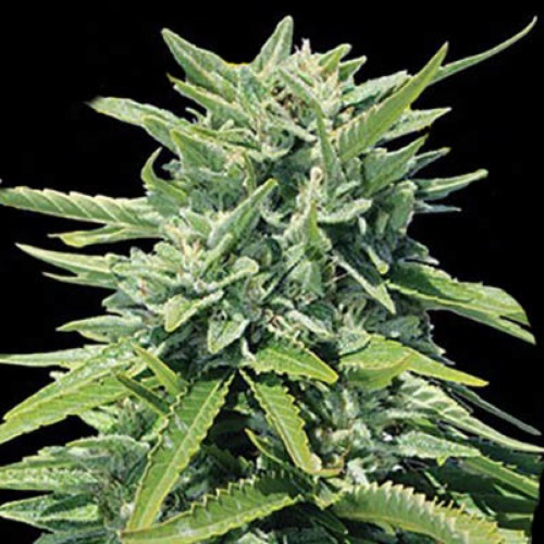 Crystal Queen - Vision Seeds