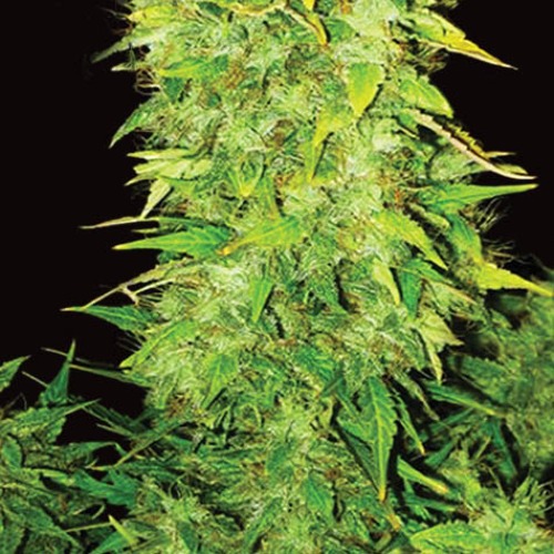 White Widow Auto - Vision Seeds autoflower