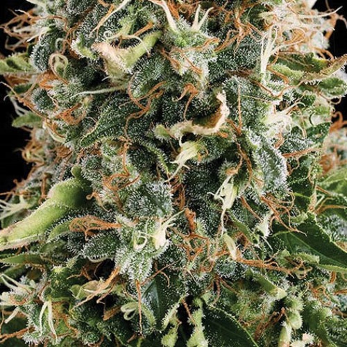 White Widow - Vision Seeds