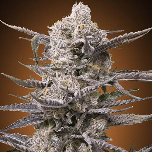 Watermelon OG - Advanced Seeds