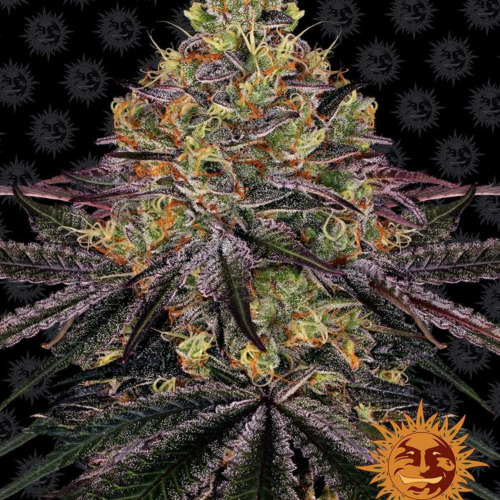 Watermelon Zkittlez - Barney's Farm