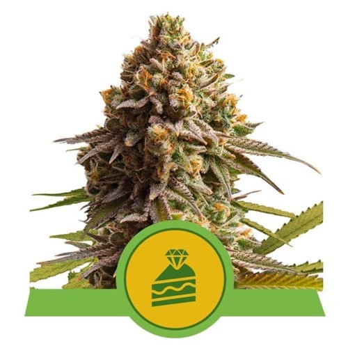 Wedding Cake Auto - Royal Queen Seeds